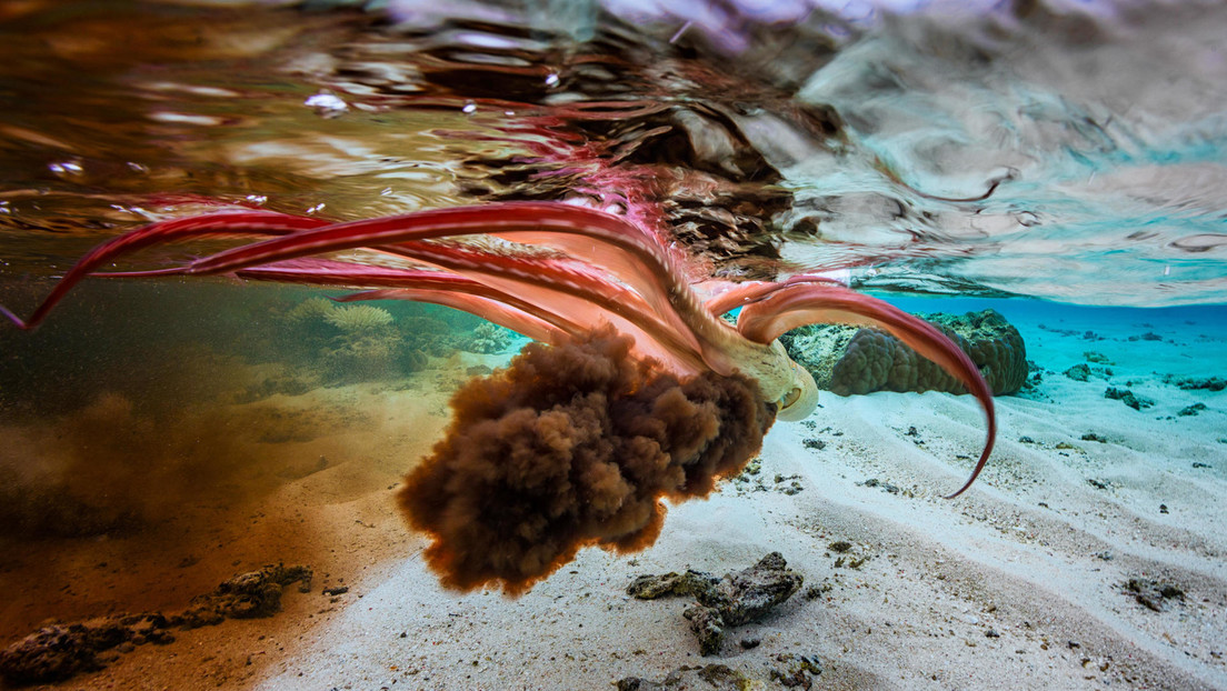 Un componente en la tinta de pulpo puede acabar con células cancerígenas y preservar las sanas