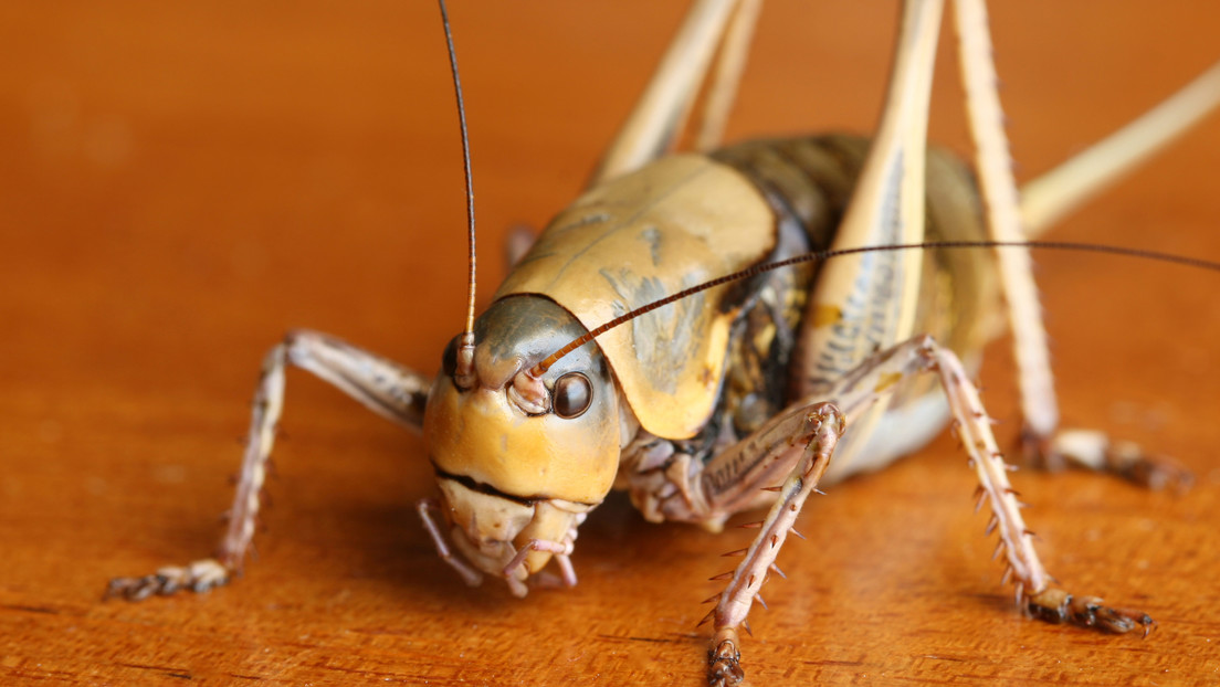 Millones de grillos mormones invaden un estado de EE.UU. sembrando el caos (VIDEO)