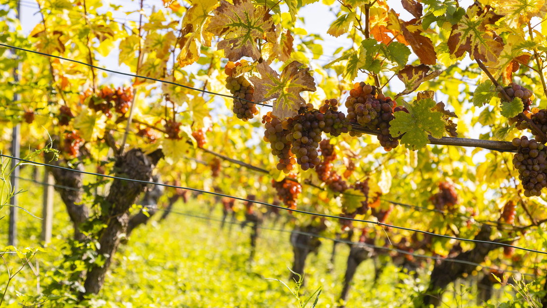 La UE adopta medidas para ayudar a los productores de vino en medio del exceso de oferta