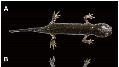 Descubren una nueva especie de salamandra caníbal que había permanecido oculta en China