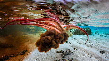 Un componente en la tinta de pulpo puede acabar con células cancerígenas y preservar las sanas