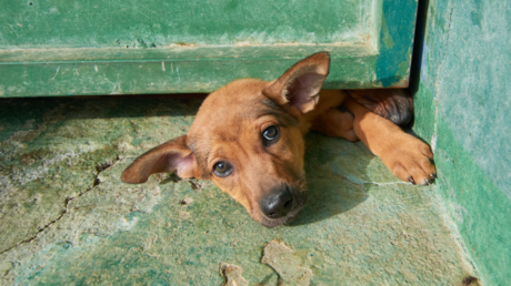 Joven en Perú rescata a 25 perros atrapados en el techo de un edificio en llamas (VIDEO)