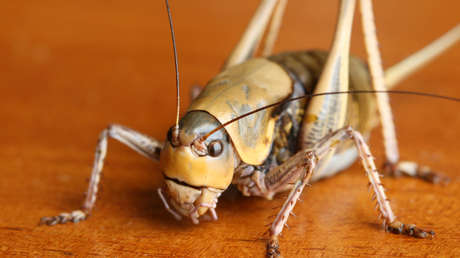 Millones de grillos mormones invaden un estado de EE.UU. sembrando el caos (VIDEO)