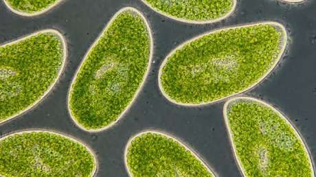 El calentamiento global podría convertir a los microbios del plancton en una seria amenaza