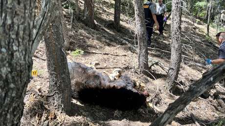 Un ataque no provocado de un oso mata a un hombre que estaba tomando café en EE.UU.