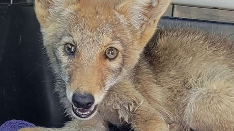 Una cría de coyote que perdió a su familia encuentra un nuevo hogar en un lugar inesperado (FOTOS)