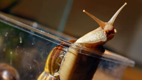 Declaran cuarentena en un condado de Florida por una plaga de caracoles africanos gigantes