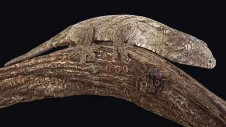 Un análisis de ADN resuelve el misterio del gecónido más grande conocido