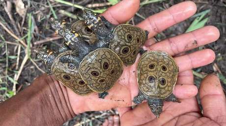 Captan por primera vez en video a crías recién nacidas de las tortugas más amenazadas del planeta