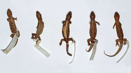 Descubren una nueva especie de lagartija con cabeza triangular en Vietnam