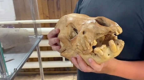 Descubren en Siberia la mayor madriguera de hienas cavernarias de Asia