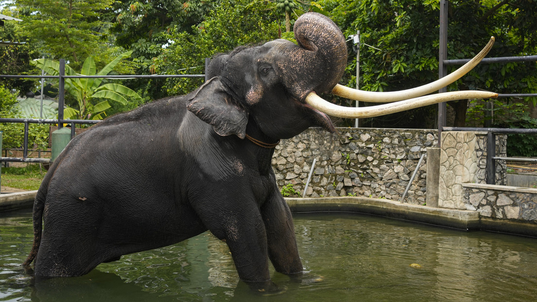 Un elefante maltratado en un templo budista es trasladado a un refugio tailandés (VIDEO)