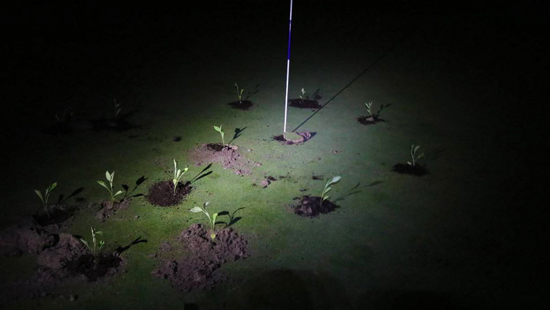 Extinction Rebellion sabotea 10 campos de golf en España (VIDEO)