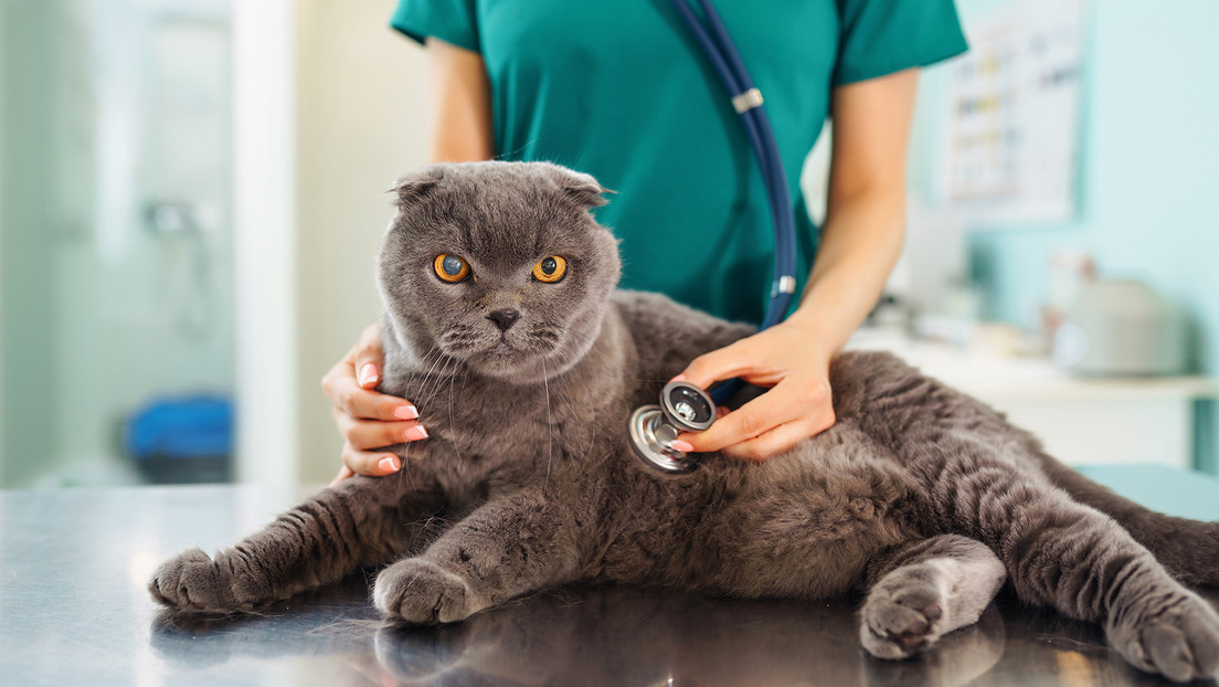 Determinan en Polonia el posible origen de la gripe aviar detectada en gatos