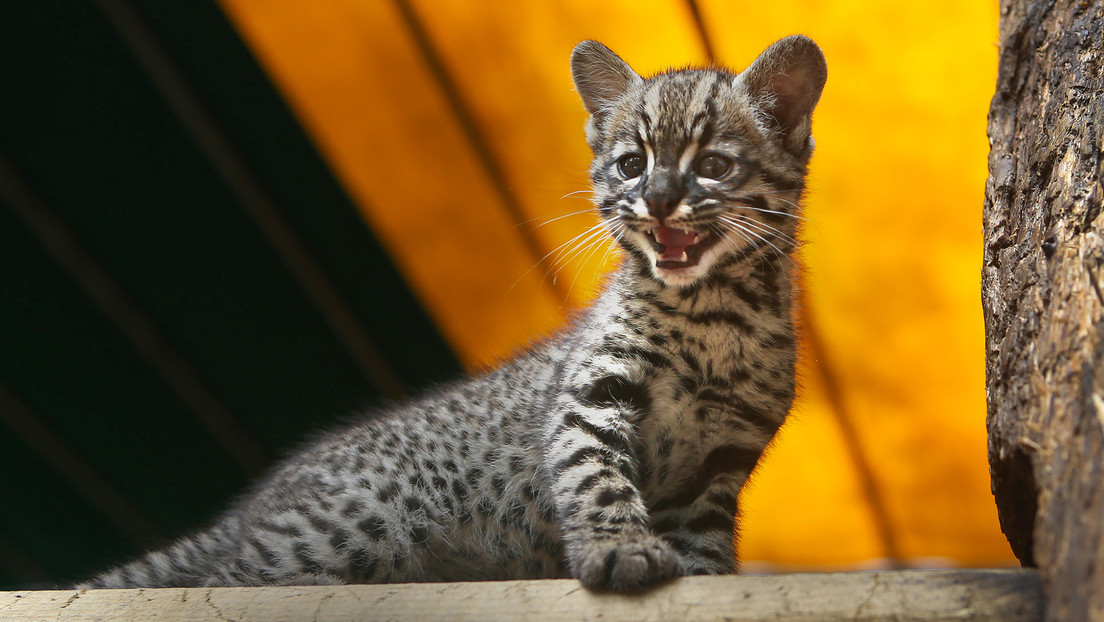 Identifican una nueva especie de felino en Colombia