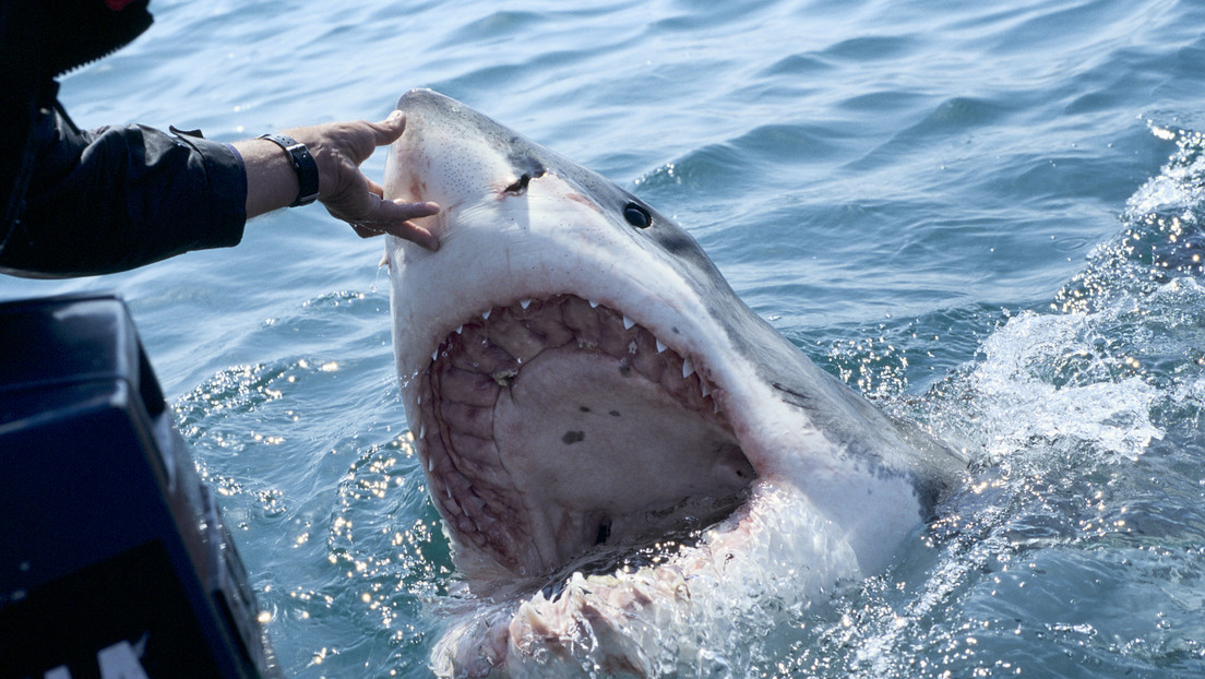 "Cuando volteé vi que había sangre": una turista sobrevive al ataque de un tiburón en las islas Galápagos (VIDEO)