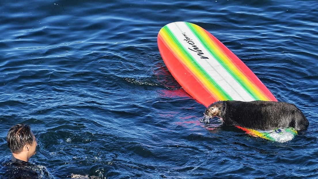Una agresiva nutria en las playas de California ataca a surfistas para robar sus tablas (VIDEO)