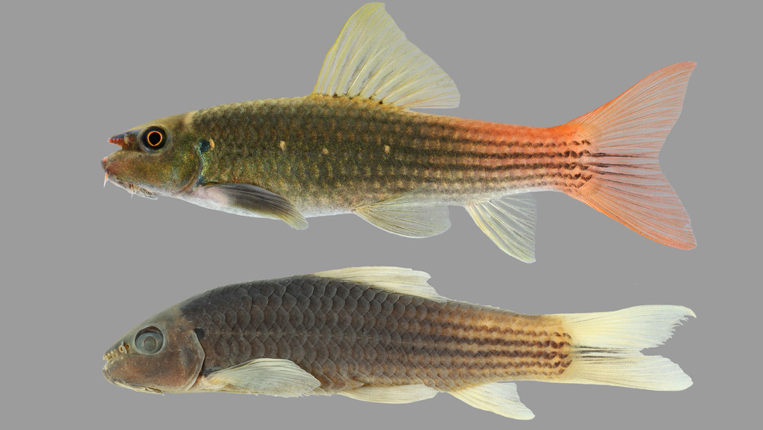 Un popular pez de acuario resulta no ser lo que siempre se había pensado