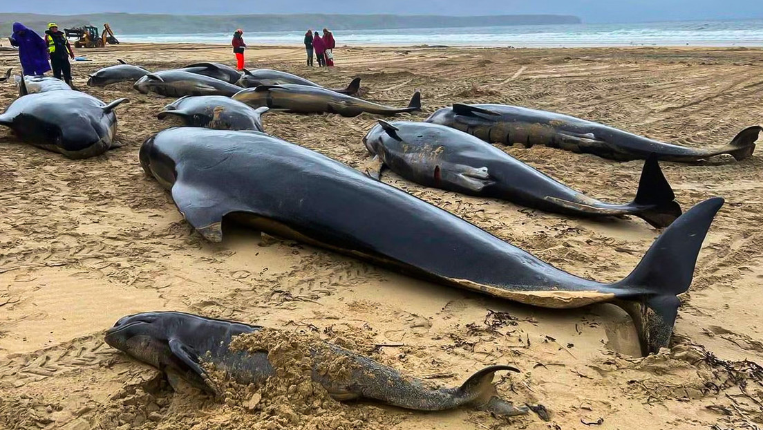 Más de 50 ballenas piloto mueren varadas en una playa escocesa