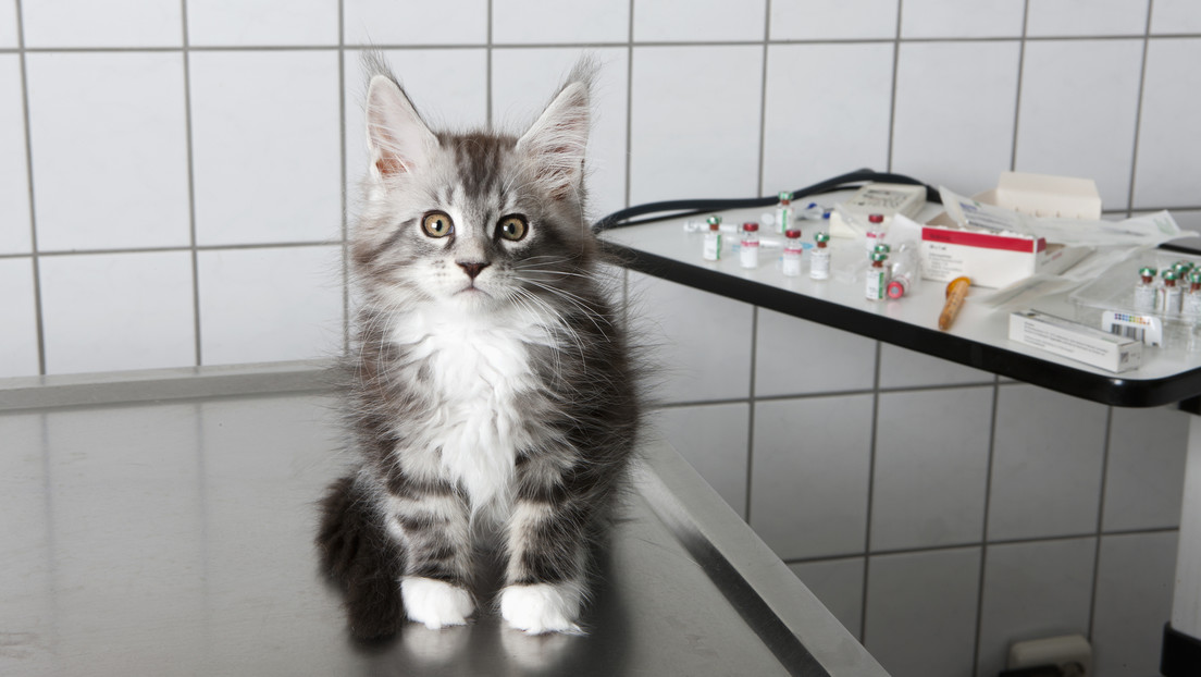 La OMS advierte de un "elevado número" de gatos infectados con gripe aviar en Polonia