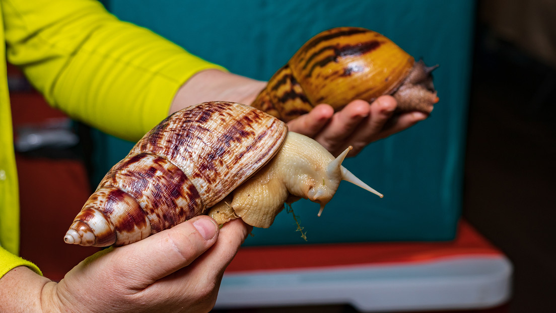 Detectan caracoles gigantes africanos potenciales transmisores de meningitis en Tenerife