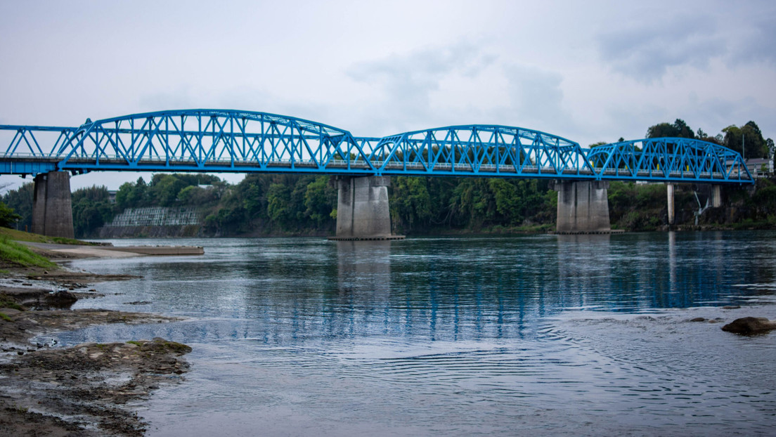 Bosque petrificado encontrado en Japón arroja luz sobre plantas de hace millones de años