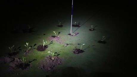 Extinction Rebellion sabotea 10 campos de golf en España (VIDEO)