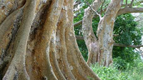 Levantan la prohibición de talar de árboles en Kenia