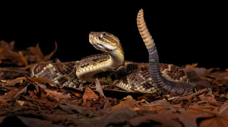 Descubren que las serpientes de cascabel enfrentan mejor el estrés cuando están en compañía