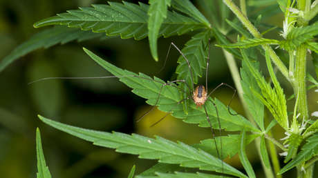 Un extraño arácnido rompe con la norma y desarrolla 3 variedades de macho: ¿cómo es posible?