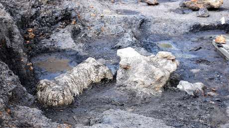 Encuentran fósiles de dinosaurios con 115 millones de años de antigüedad en EE.UU.