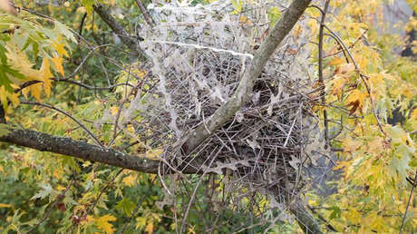Aves 'rebeldes' utilizan afilados pinchos antipájaros metálicos para construir sus nidos