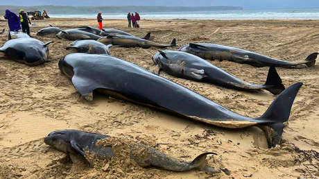 Más de 50 ballenas piloto mueren varadas en una playa escocesa