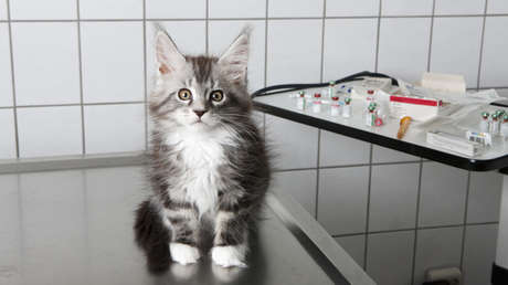 La OMS advierte de un "elevado número" de gatos infectados con gripe aviar en Polonia