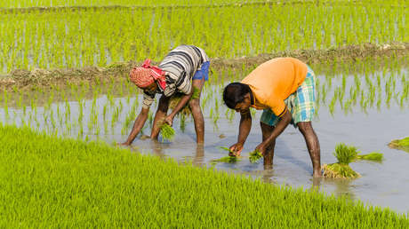 India prohíbe exportar ciertas variedades de arroz por el retraso de las lluvias