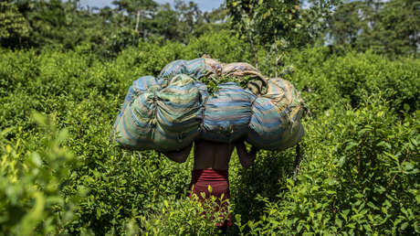 Futuro Coca: el festival de Colombia que vence prejuicios impuestos por la guerra contra las drogas