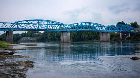 Bosque petrificado encontrado en Japón arroja luz sobre plantas de hace millones de años