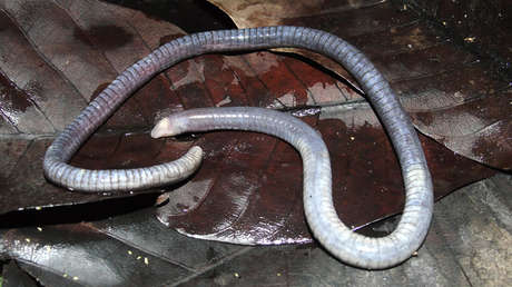 Oscaecilia ochrocephala