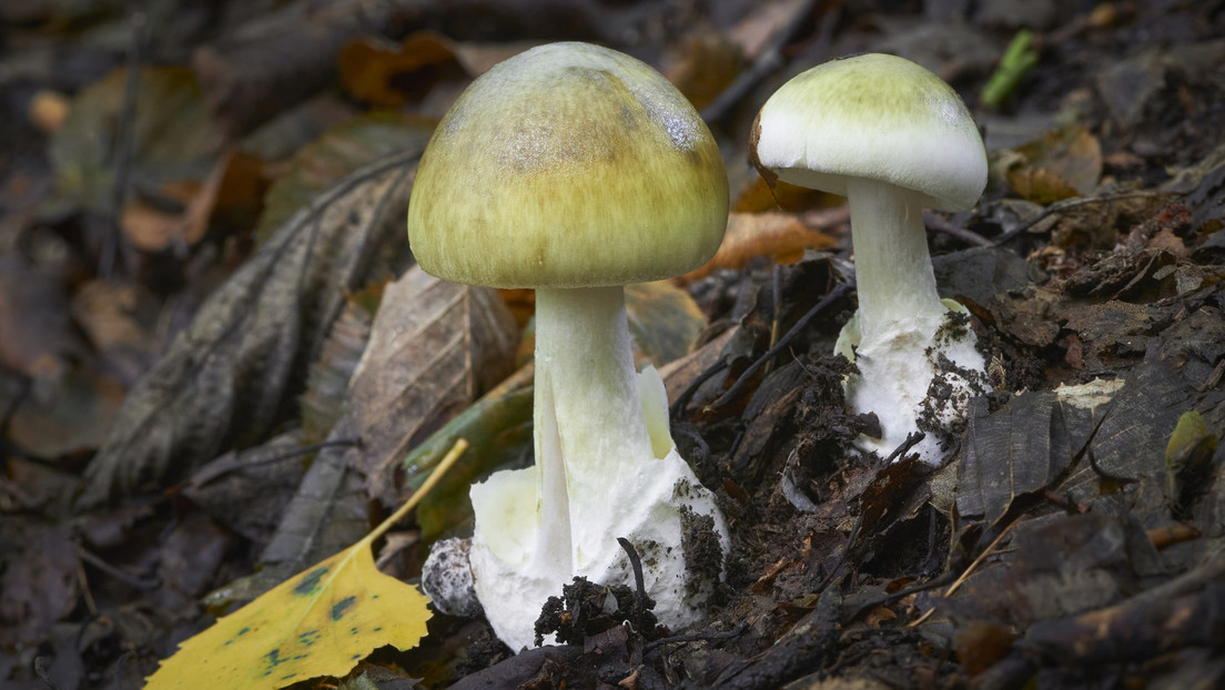 Mujer invita a sus suegros a comer hongos y el almuerzo termina con 3 personas muertas