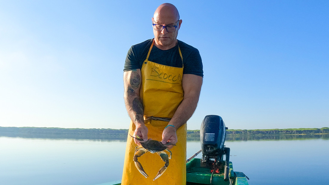 Italia combate una invasión de cangrejos azules que devasta sus costas con daños millonarios