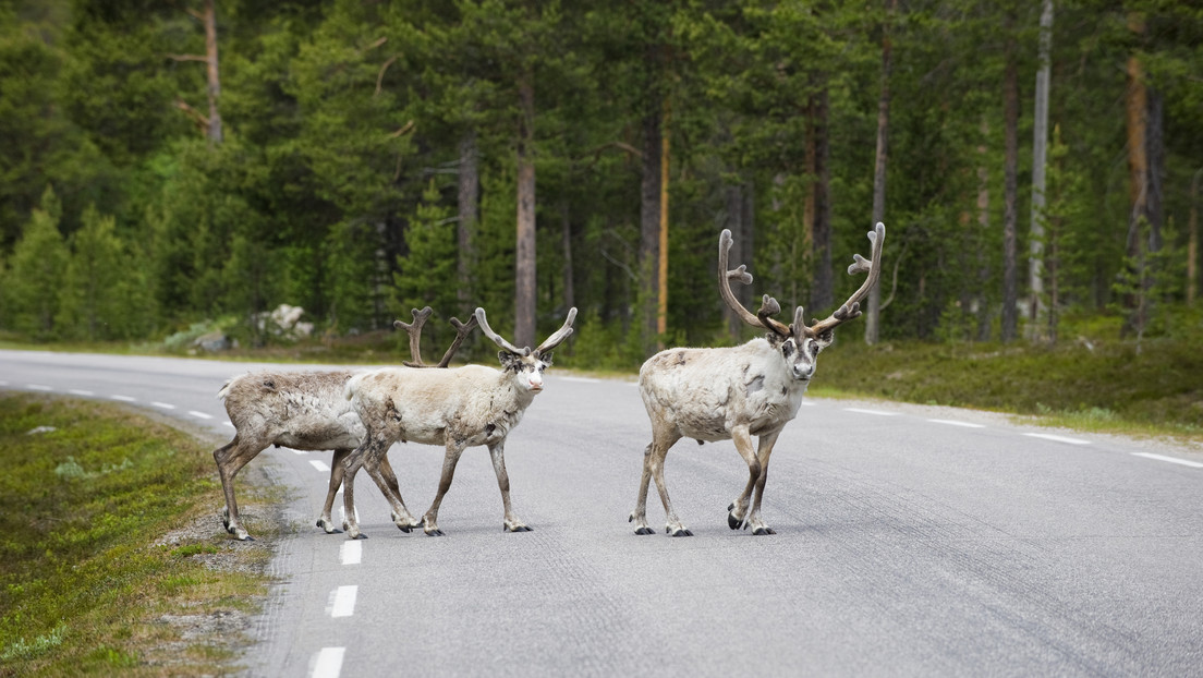 Sacrifican en Noruega 40 renos que cruzaron la frontera con Rusia