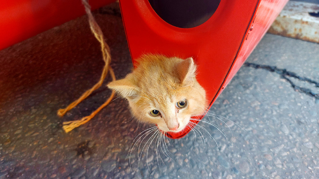 Cortan el monumento de un avión en Moscú para rescatar a un gato (FOTOS)