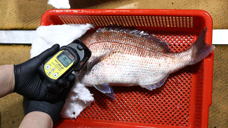 Suiza eliminará las restricciones a la importación de alimentos japoneses introducidas tras el desastre nuclear de Fukushima