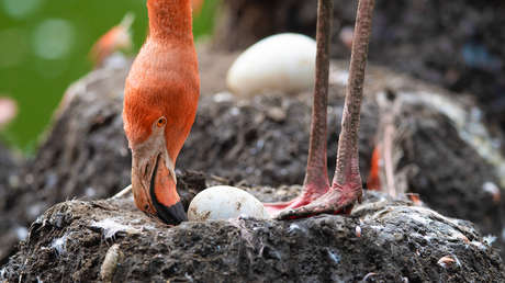 Hallan por primera vez en América un huevo fósil de flamenco prehistórico