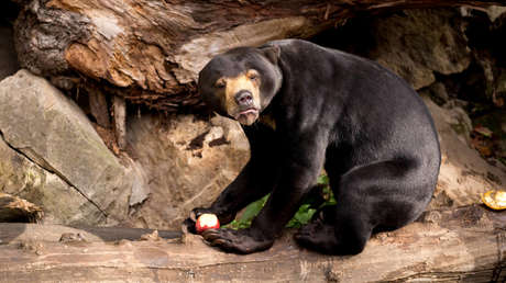 Expertos comentan el caso del oso viral de un zoo chino que se sospechó era un humano disfrazado