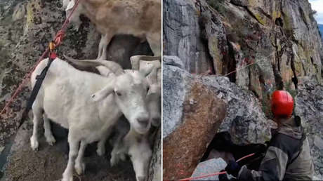 VIDEO: Dramático rescate de un rebaño de cabras atrapadas en un escarpado acantilado