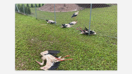 Violenta granizada mata aves y deja graves destrozos en Letonia (VIDEOS)