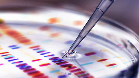 Descubren la posible causa de una baja estatura en ratones y humanos