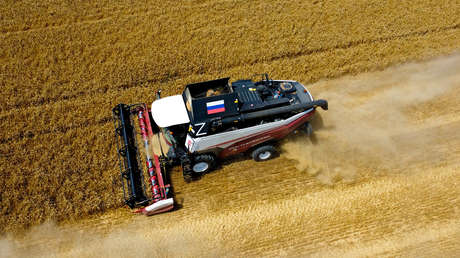 Reuters: La India estudia importar trigo desde Rusia