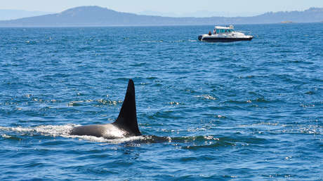 Disparan a un grupo de orcas desde un velero de recreo en las costas españolas